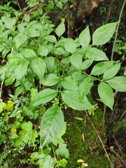 Zanthoxylum simulans
