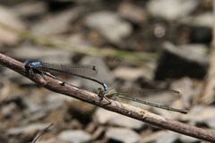 Argia apicalis