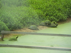 Trachemys scripta elegans