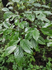 Sageretia