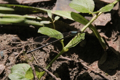 Argia apicalis