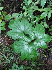 Eriocapitella vitifolia