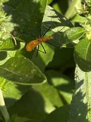 Zelus longipes