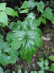 Eriocapitella vitifolia