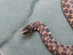 Clonophis kirtlandii
