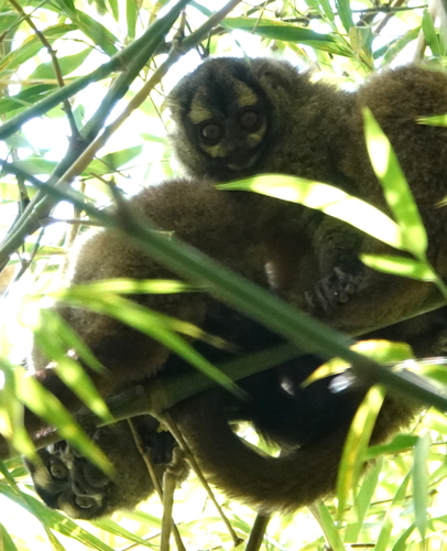Gray-bellied Night Monkey