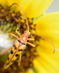 Strangalia sexnotata