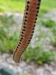 Clonophis kirtlandii