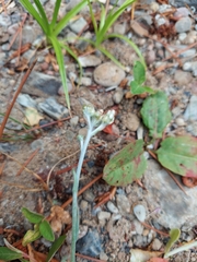 Helichrysum luteoalbum