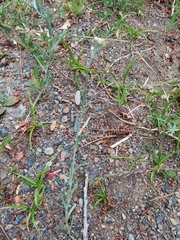 Helichrysum luteoalbum