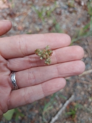 Helichrysum luteoalbum