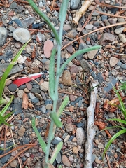 Helichrysum luteoalbum
