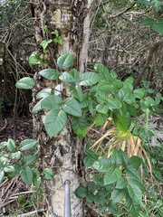 Toxicodendron radicans image