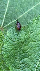 Deraeocoris ruber