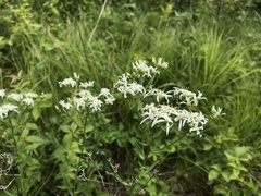 Sericocarpus linifolius