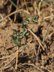 Baccharis melanopotamica
