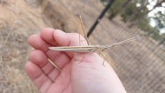Acrida acuminata