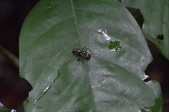 Polyrhachis militaris