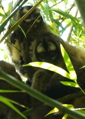 Aotus lemurinus
