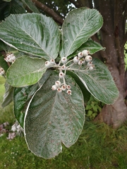 Aria edulis