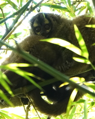 Aotus lemurinus