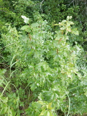 Toxicodendron radicans verrucosum