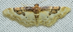 Idaea mustelata