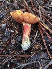 Amoenoboletus weberi