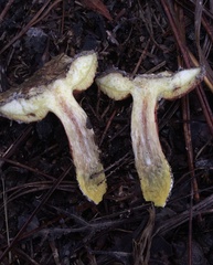 Amoenoboletus weberi