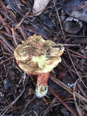 Amoenoboletus weberi