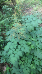 Astilbe biternata