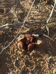 Prosopanche americana