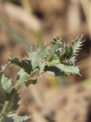 Baccharis melanopotamica