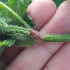 Pandemis cinnamomeana