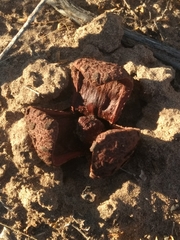 Prosopanche americana