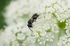 Hylaeus communis