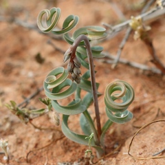 Dipcadi crispum