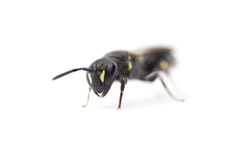 Hylaeus incongruus
