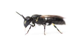 Hylaeus incongruus