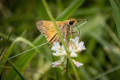 Atalopedes campestris