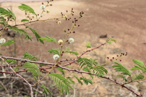 Senegalia erythrocalyx