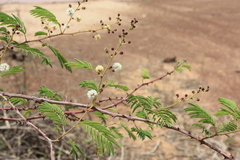 Senegalia erythrocalyx