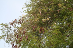 Senegalia erythrocalyx