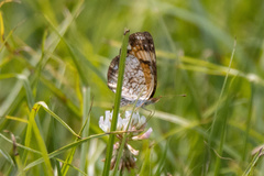 Phyciodes tharos