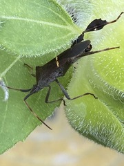 Leptoglossus phyllopus