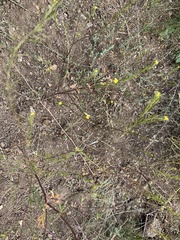 Descurainia nelsonii