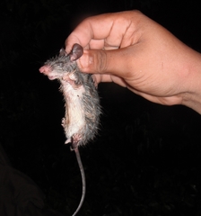 Ototylomys phyllotis