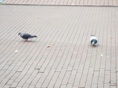 Columba livia domestica