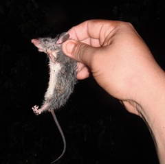 Ototylomys phyllotis