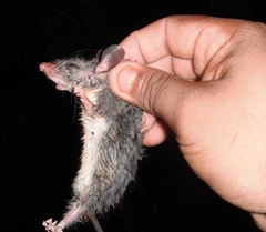 Ototylomys phyllotis